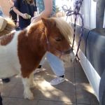 Animal Antics @ SPRTC: Learning Through Connection